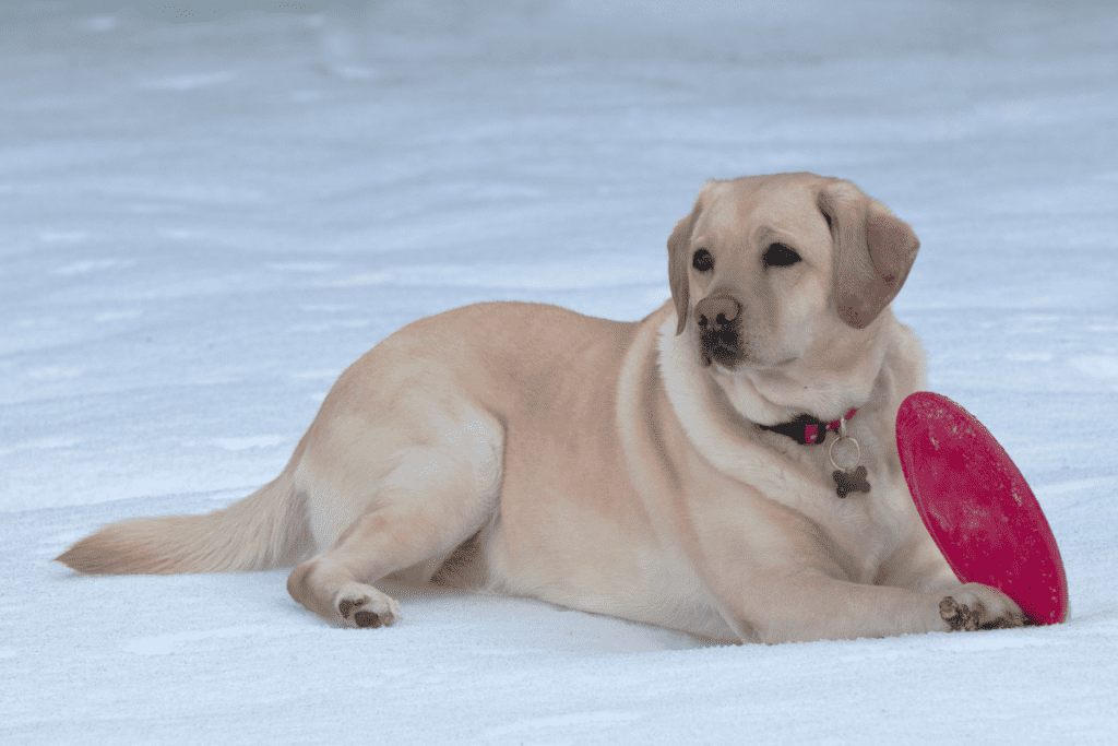 how cold is too cold for labradors