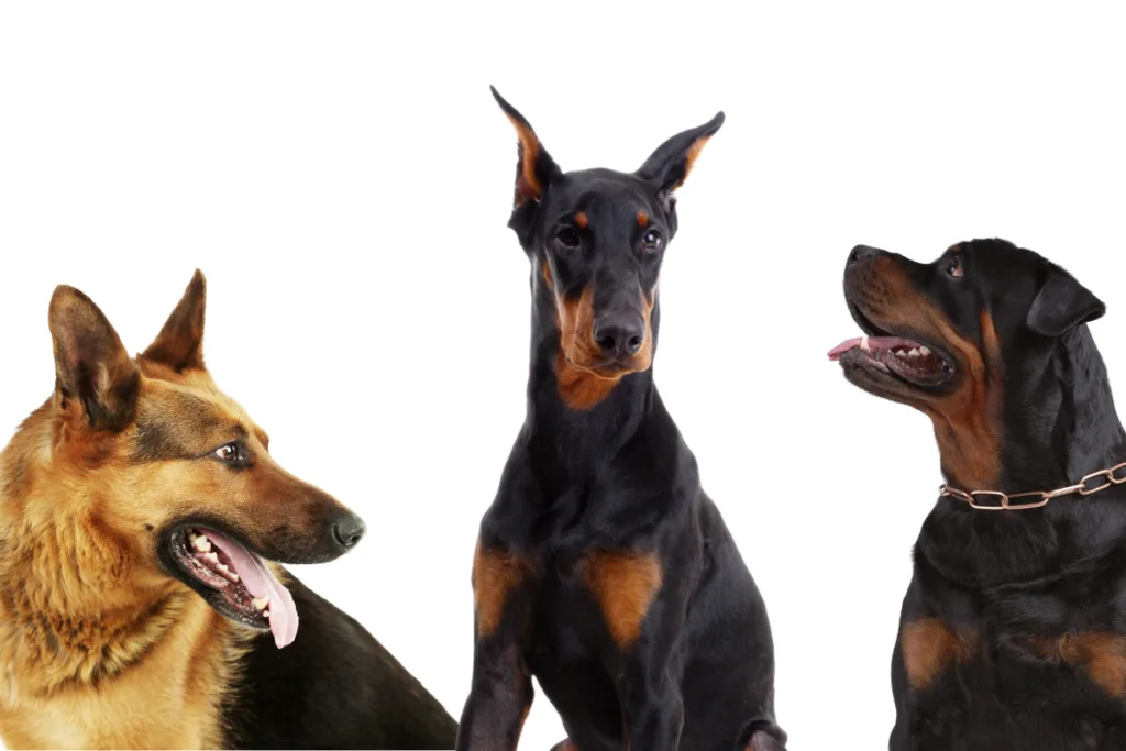 what are the dangerous dog breeds uk