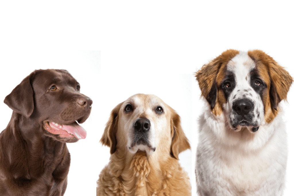 Labrador, Golden Retriever, and Saint Bernard