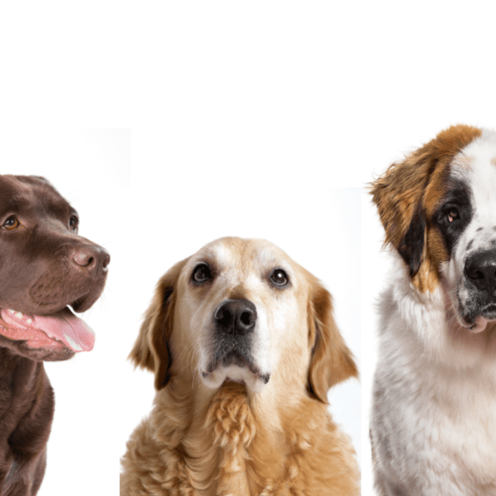 The Best Dog Breeds for Children With Autism The German Shepherder