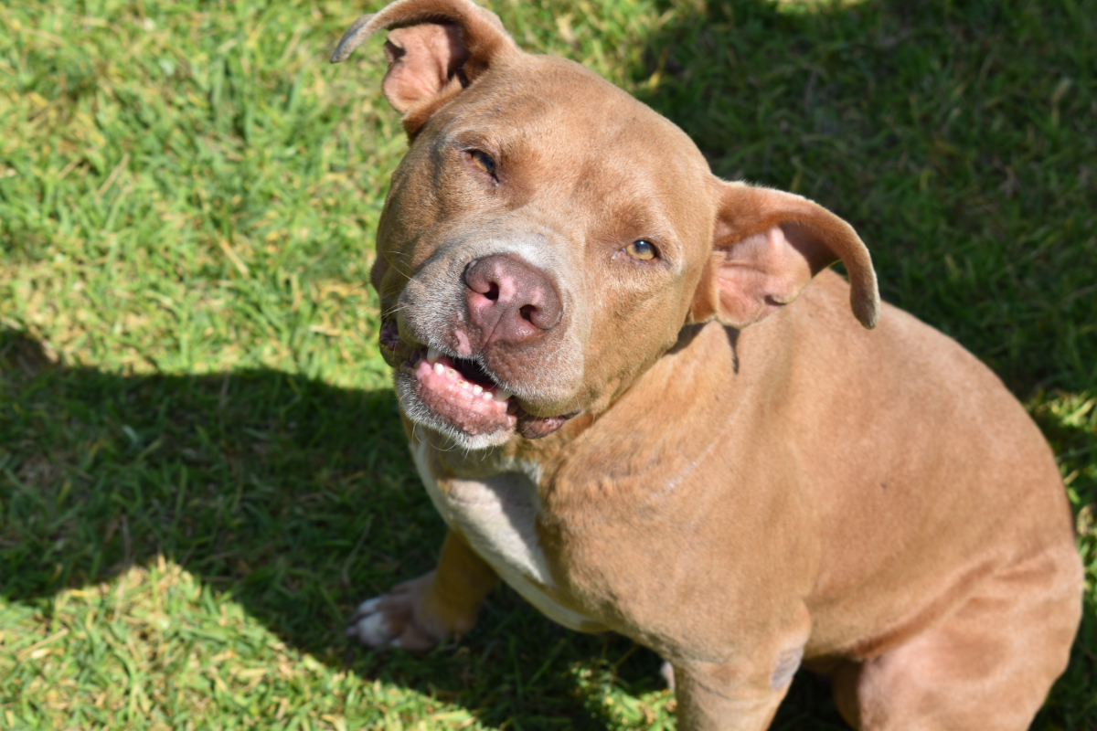 Are Pitbulls Allowed in Apartments? Sometimes, Here’s Why! The German