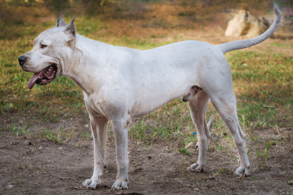 Dogo Argentino