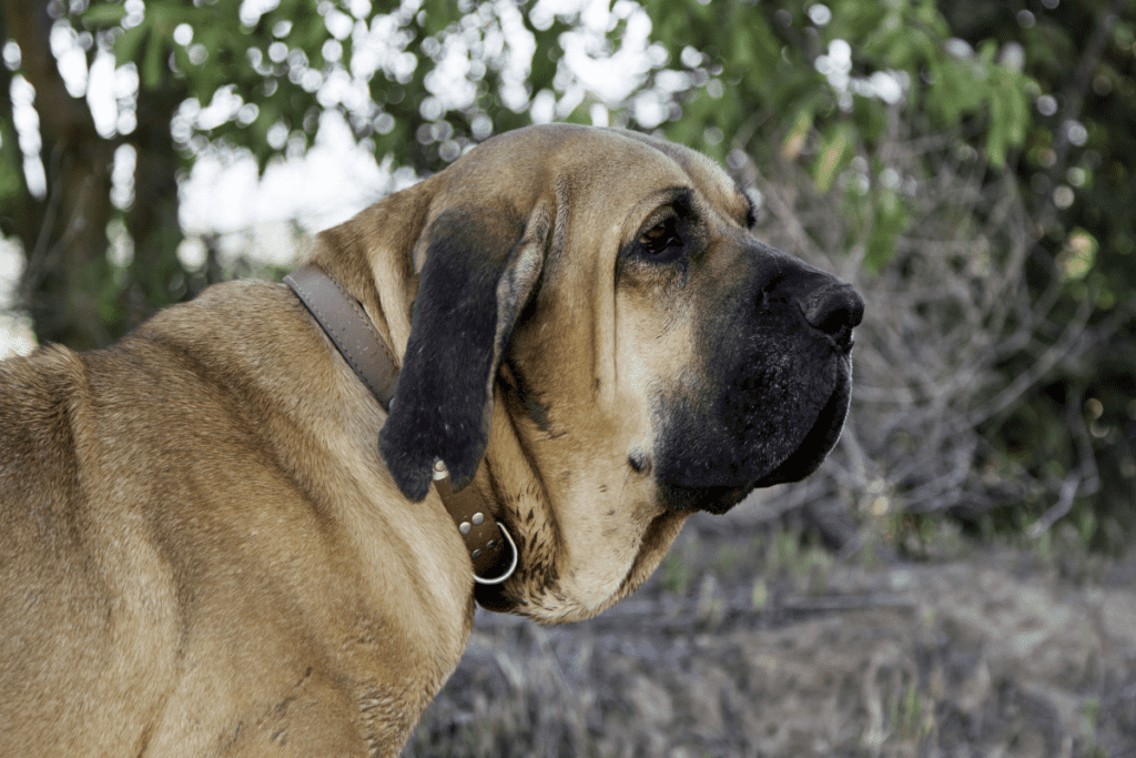 Fila Brasileiro