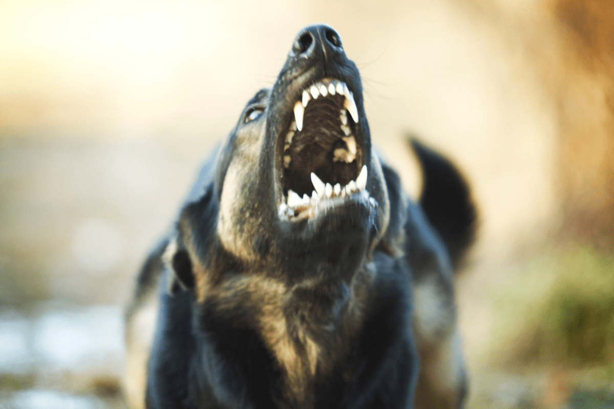 13 Most Dangerous & Banned Dog Breeds You Should Know – The German ...