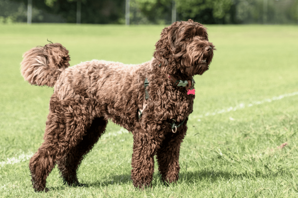 Standard Labradoodle