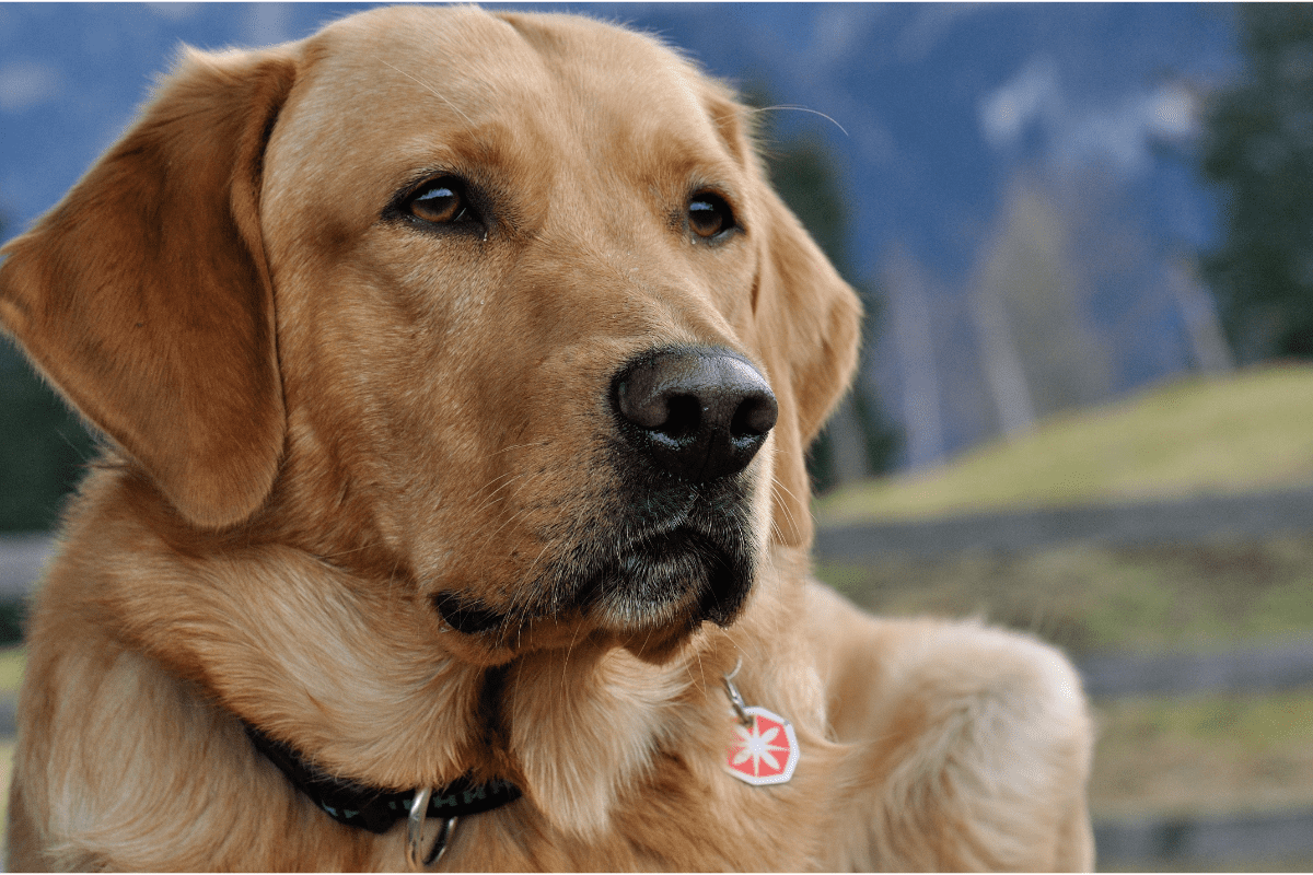 The Best Dog Breeds for Children With Autism – The German Shepherder