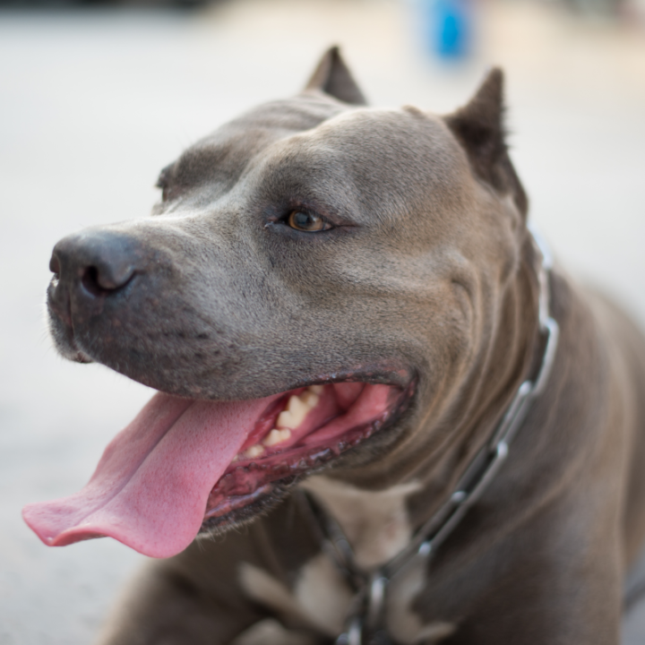 Are Pitbulls Allowed in Apartments? Sometimes, Here’s Why! The German