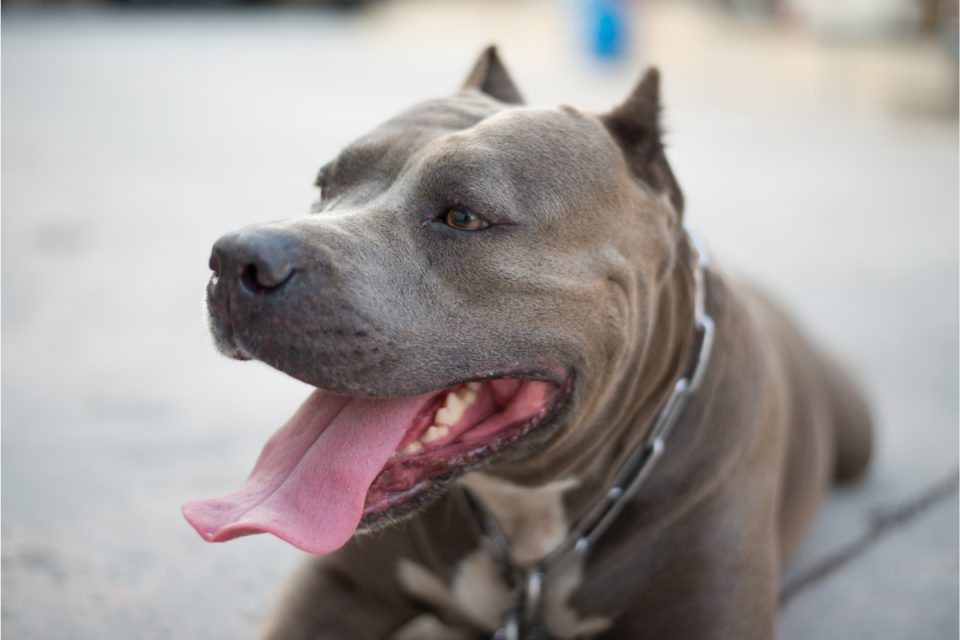 Are Pitbulls Allowed in Apartments? Sometimes, Here’s Why! The German