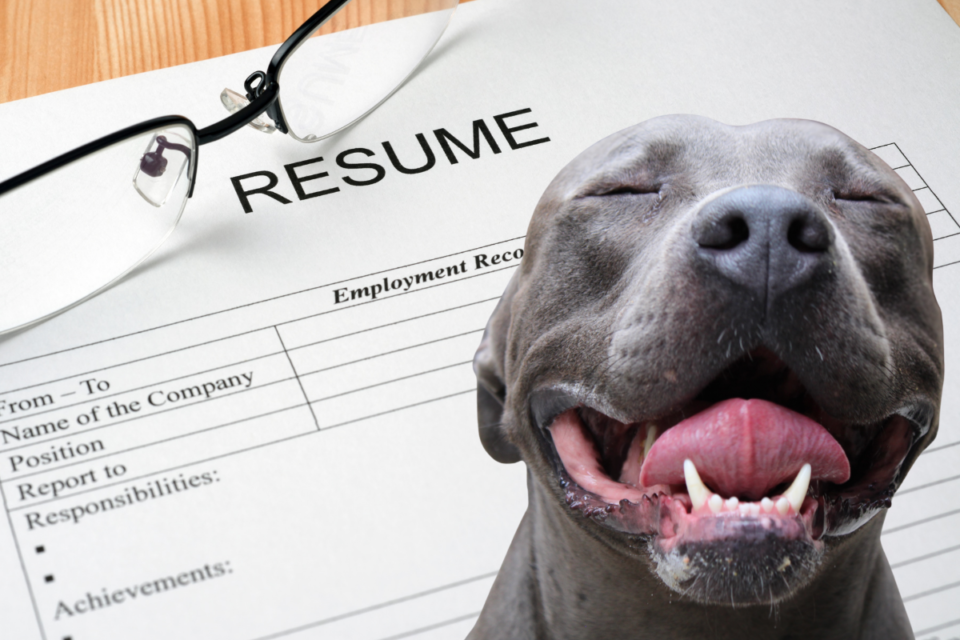 Are Pitbulls Allowed in Apartments? Sometimes, Here’s Why! The German