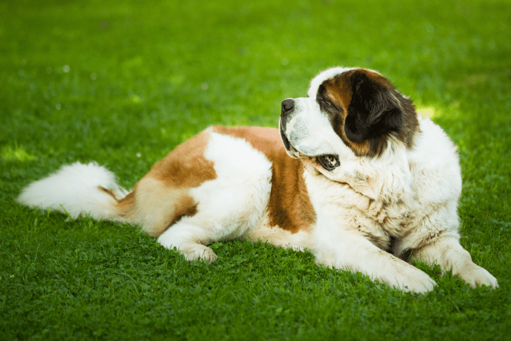 St. Bernard