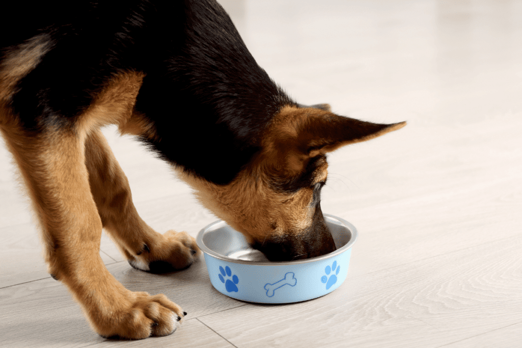 german shepherd puppy eating