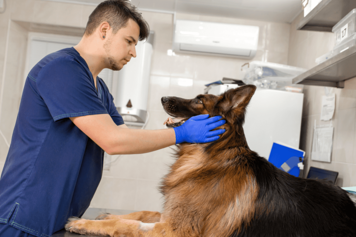 German Shepherd Feeding Guide: All You Need to Know - The German Shepherder