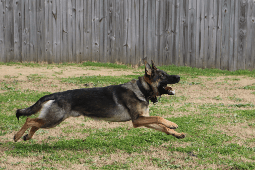 german shepherd running