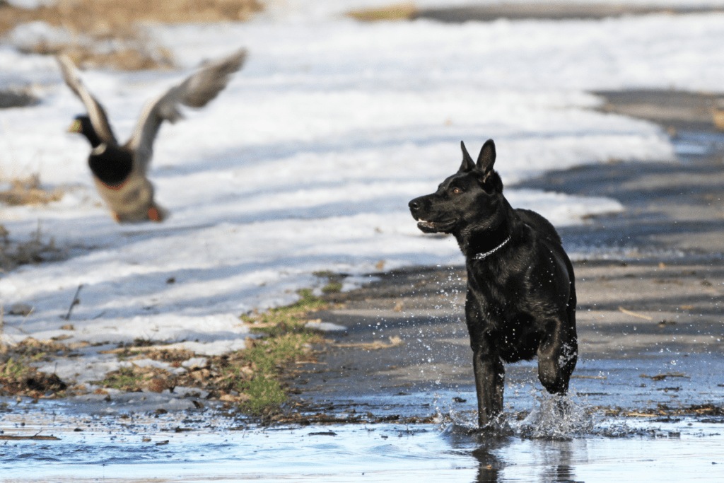 Lab with duck