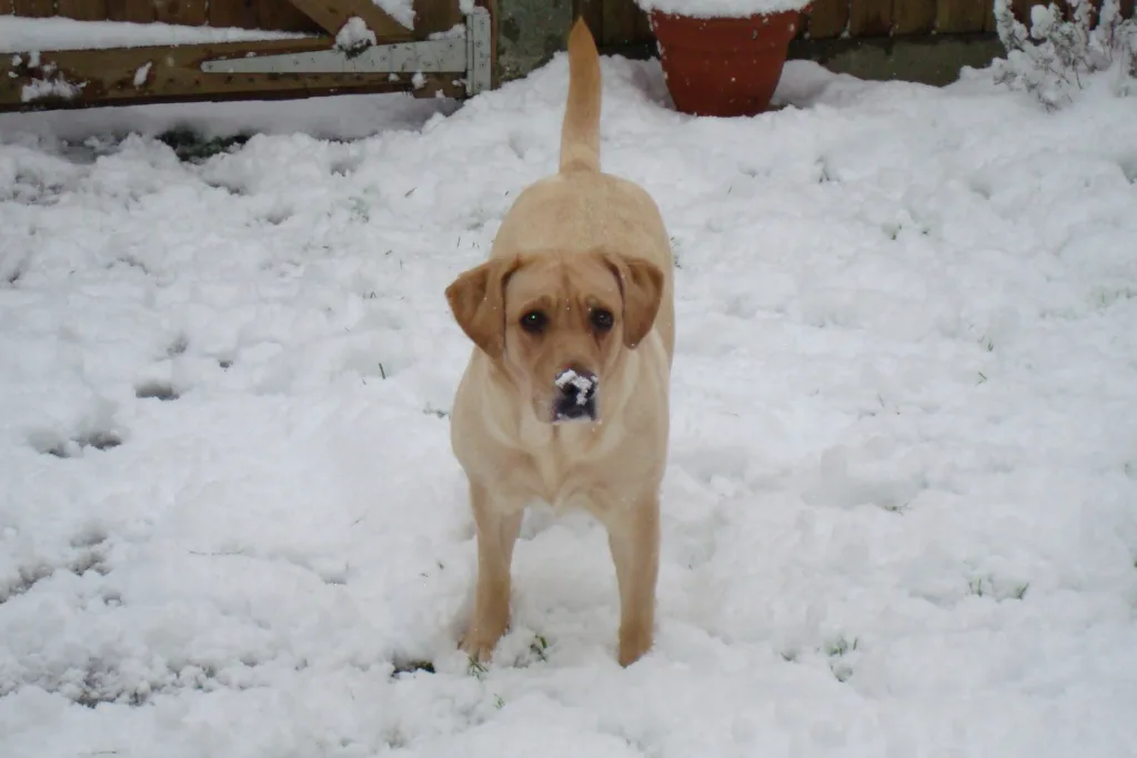 Lab in snow