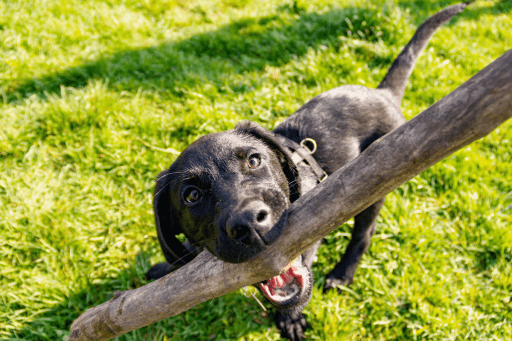 Lab with stick