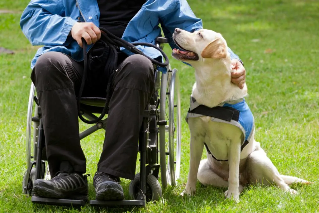 Labrador with guy in wheelchair