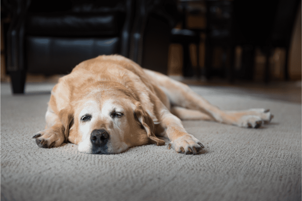 old dog on carpet