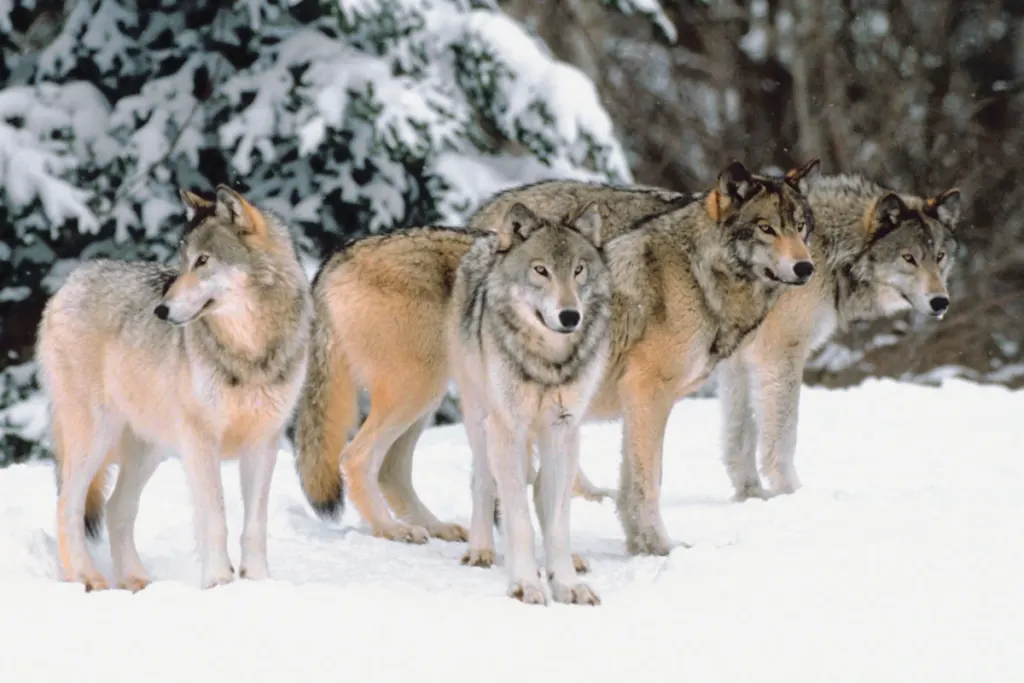 pack of wolves