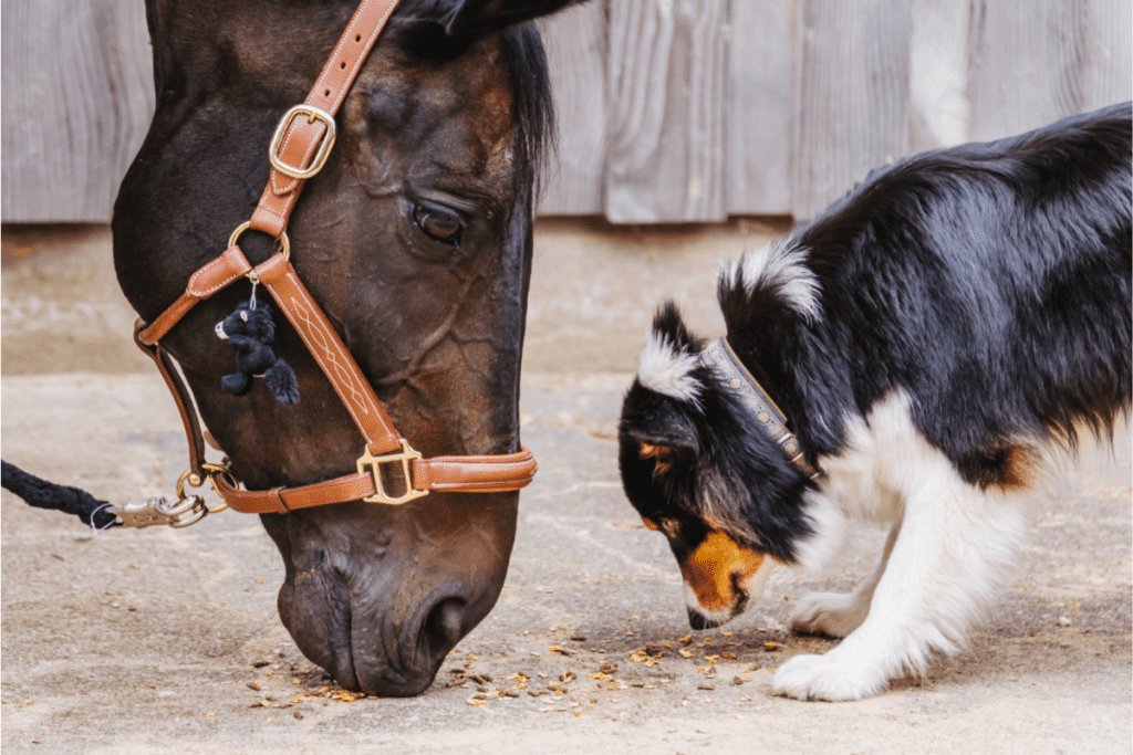 border collie and horse