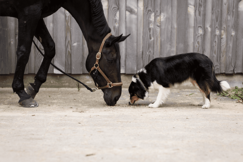border collie and horse eating