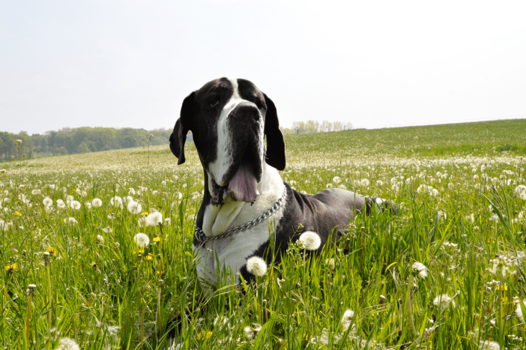 great dane