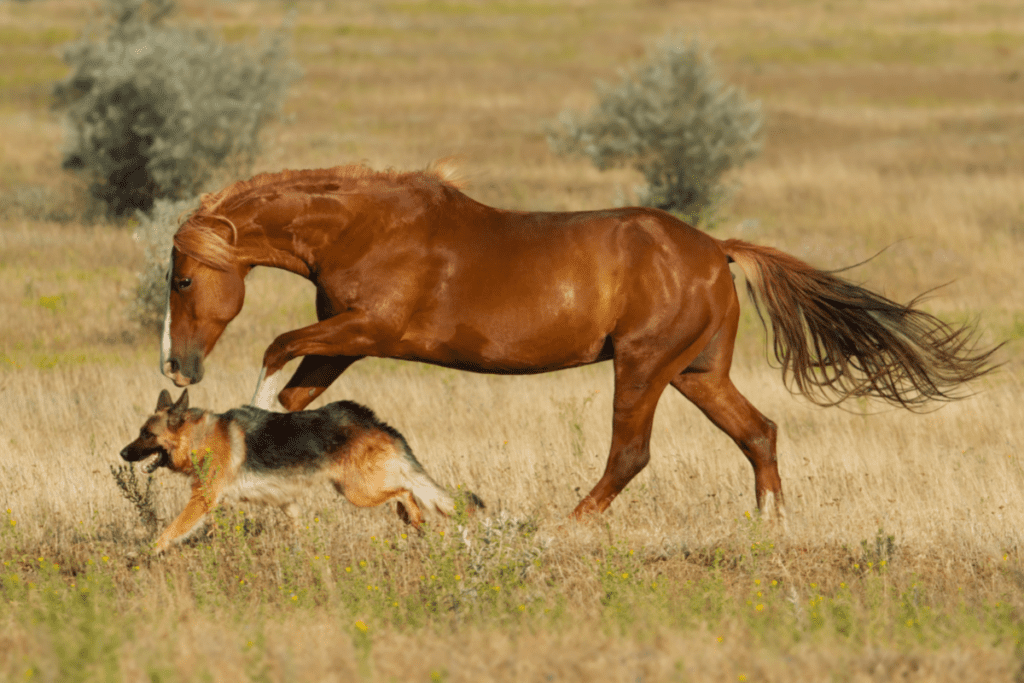 german shepherd running with horse