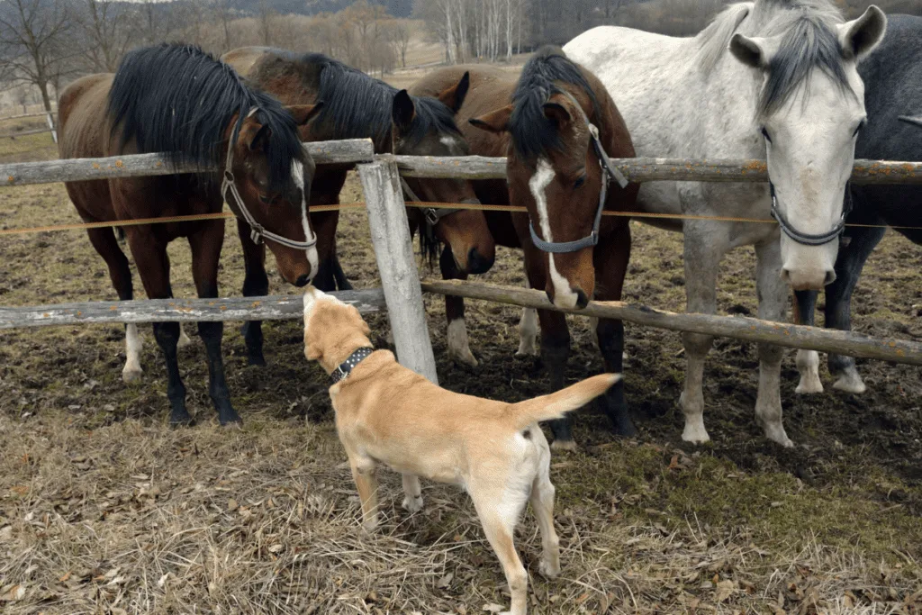 yellow lab and horses