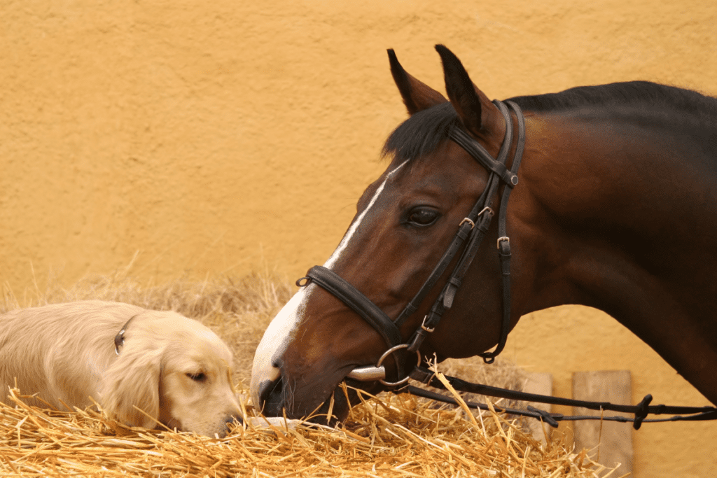 horse snuggle with dog