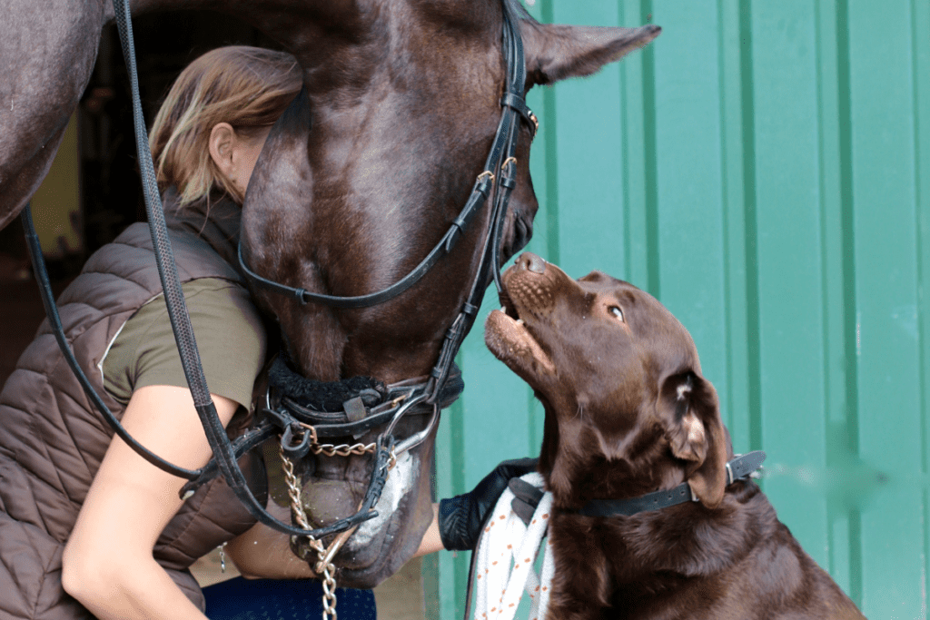 lab and horse