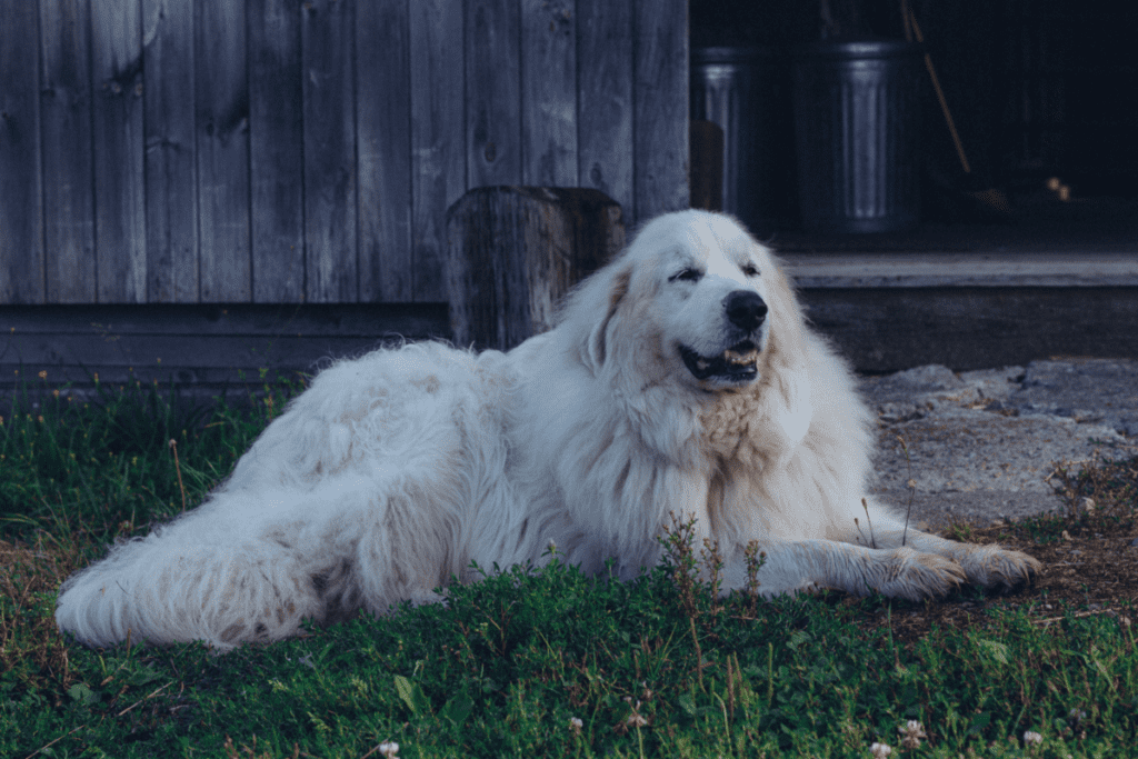 great pyrenees