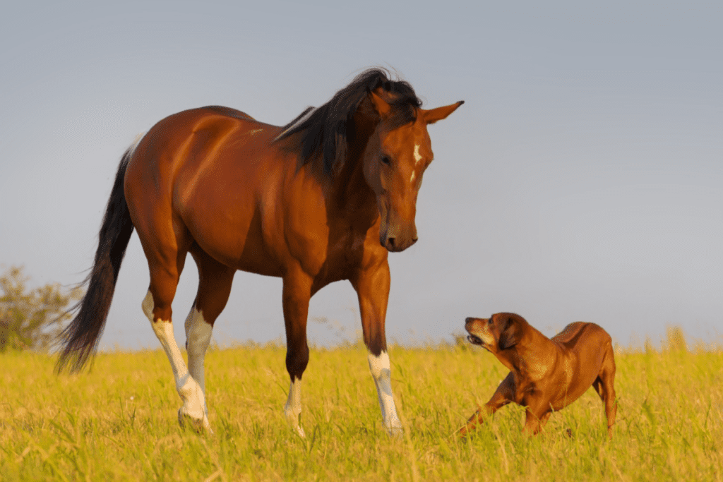 rhodesian ridgeback and horse