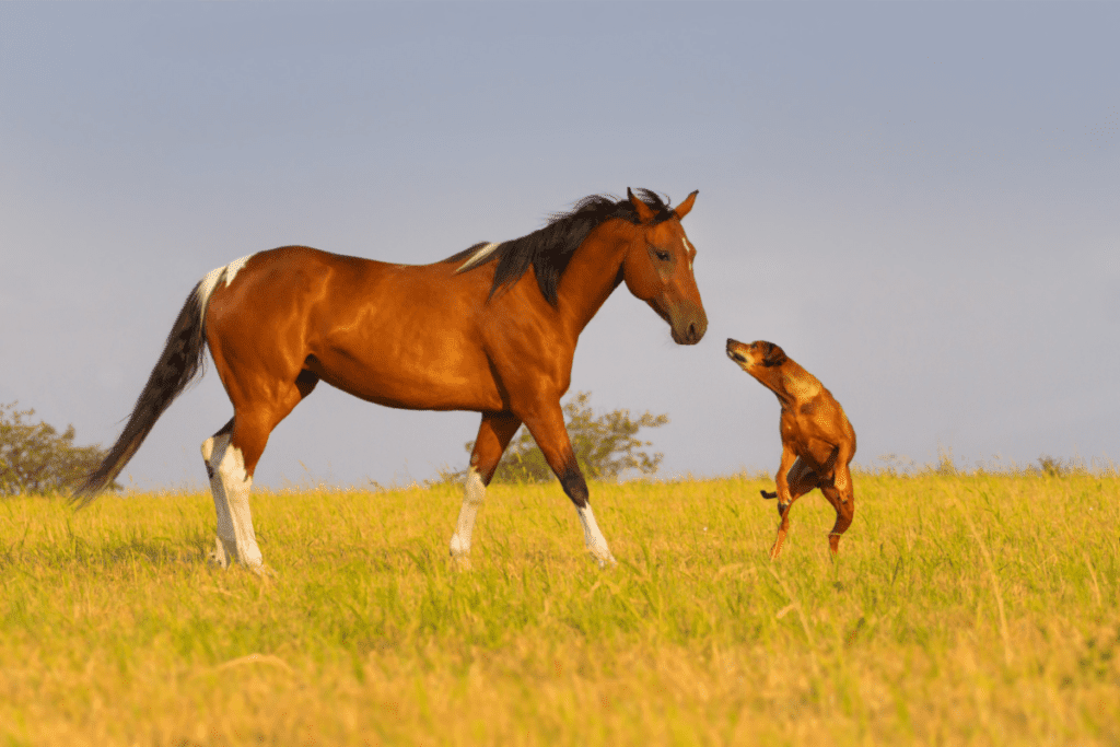 rhodesian ridgeback and horse