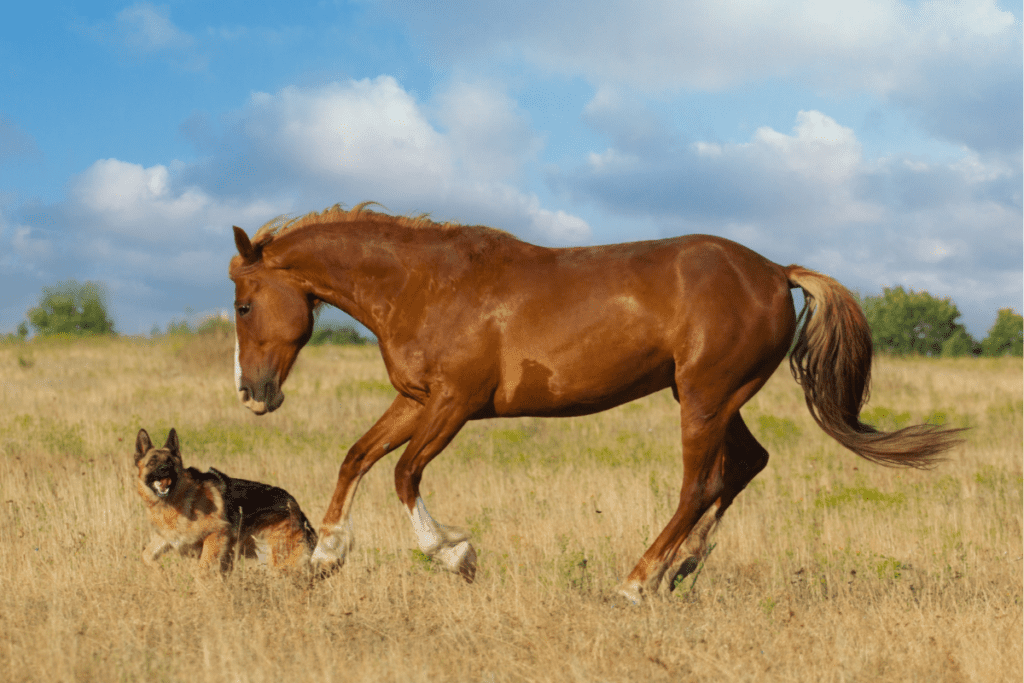 german shepherd and horse