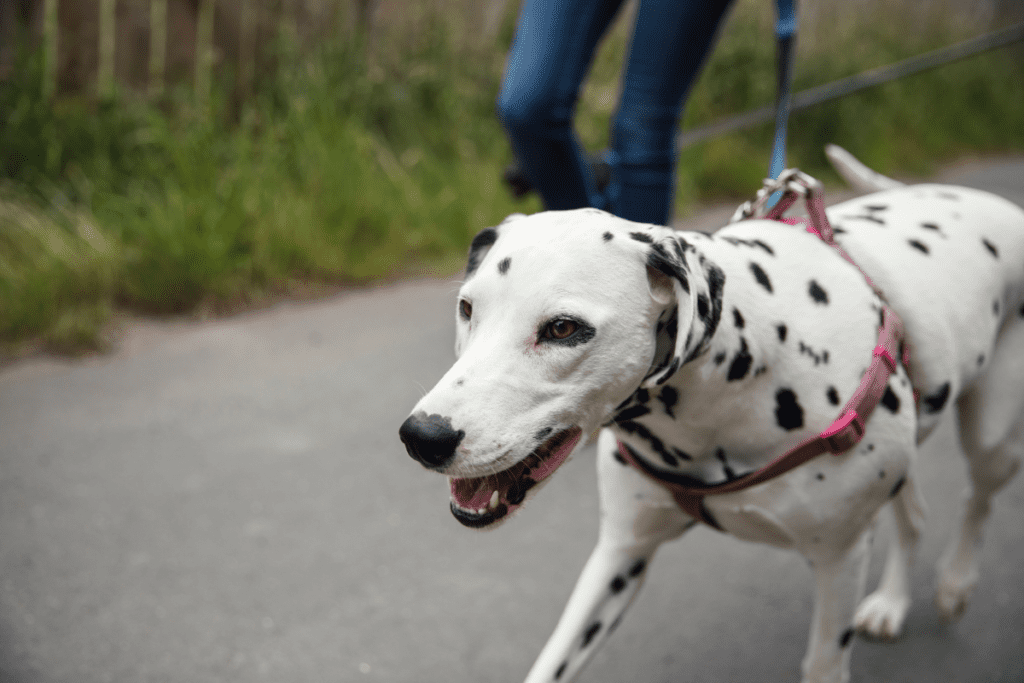 dalmation