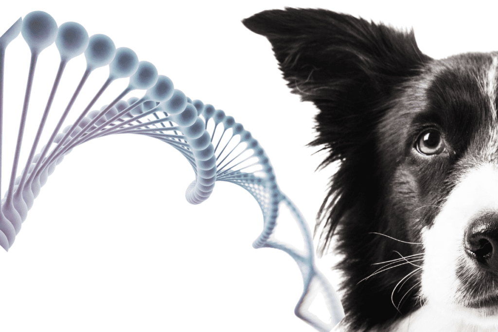 dog dna