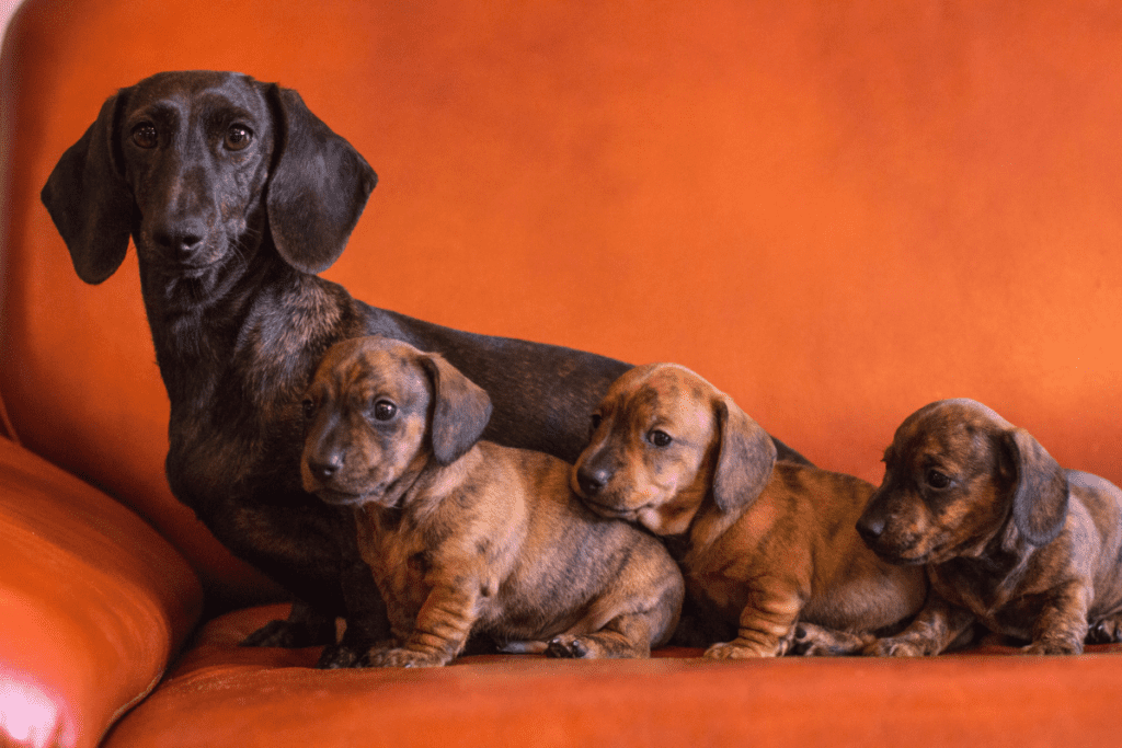 sausage dog and puppies