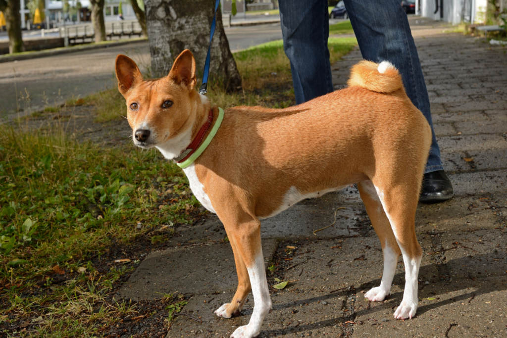 Basenji