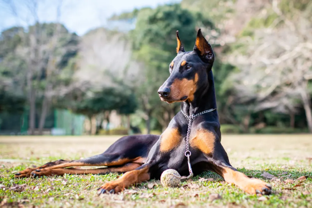 Doberman sitting in grass