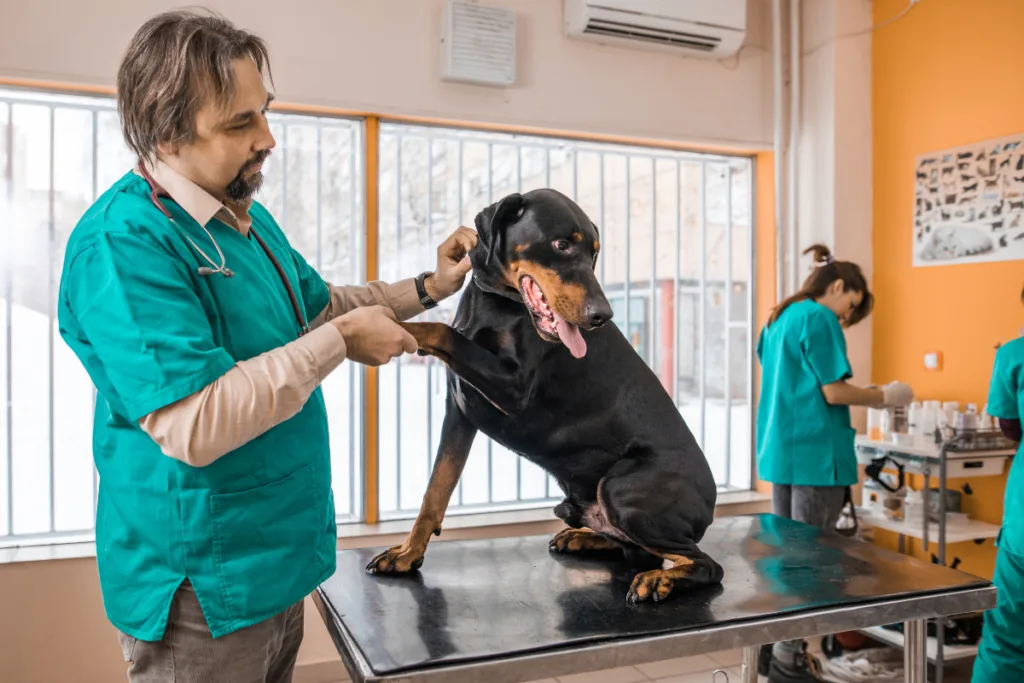 Doberman at veterinarian's office