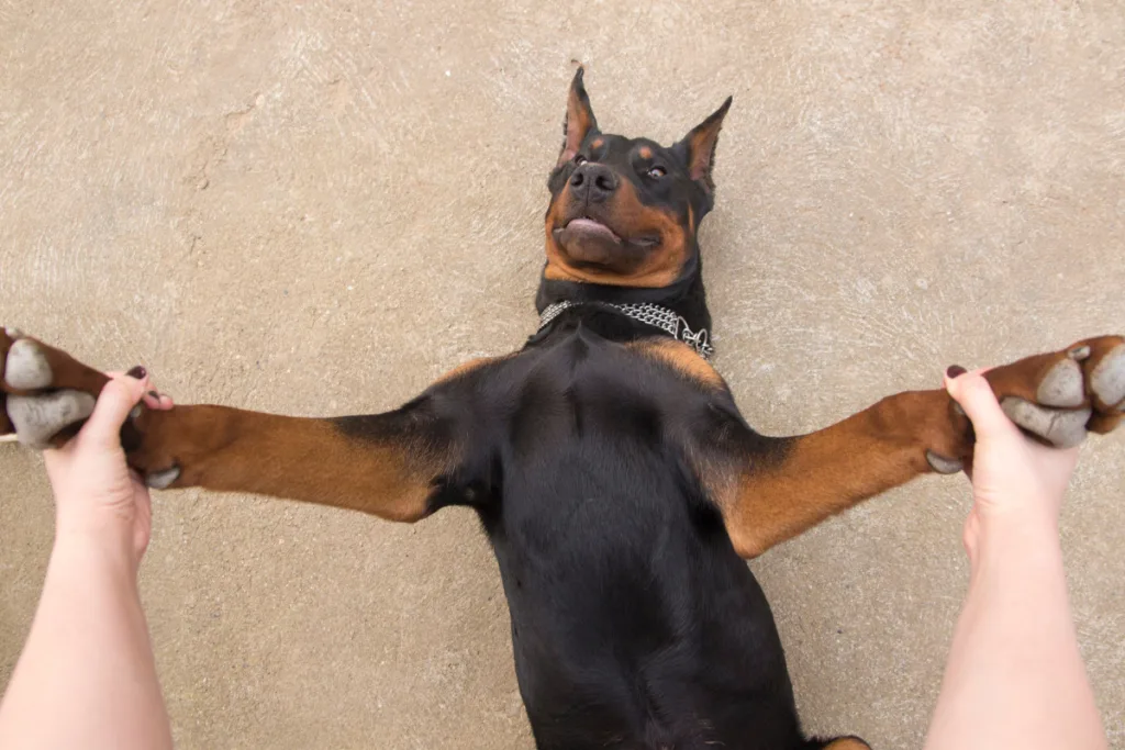 Doberman arms spread funny looking