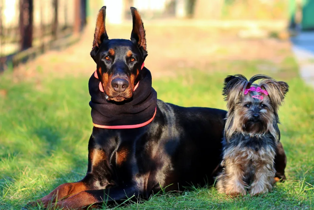 Doberman and Yorkie together