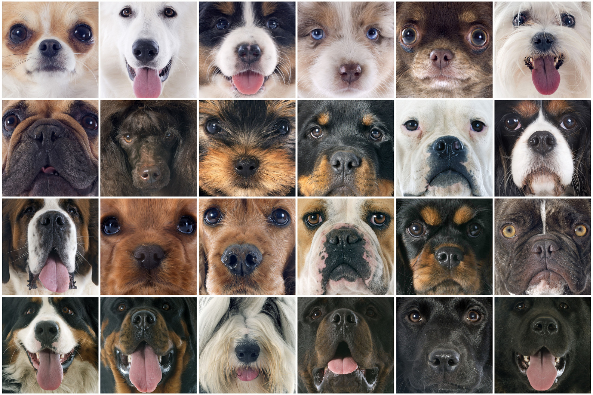 Top 10+ best dogs for hot weather 2 The 12 Best Dog Breeds For Hot And Cold Weather (6 & 6)