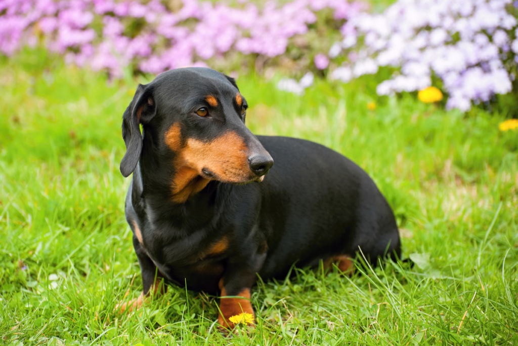 Dachshund