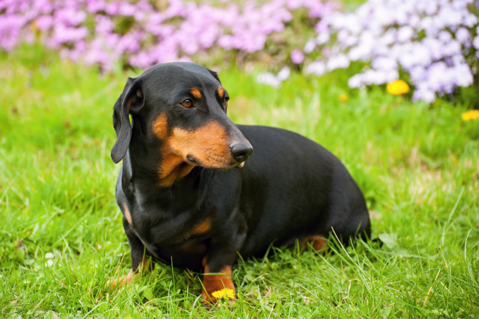 The 12 Best Dog Breeds For Hot And Cold Weather (6 & 6) The German