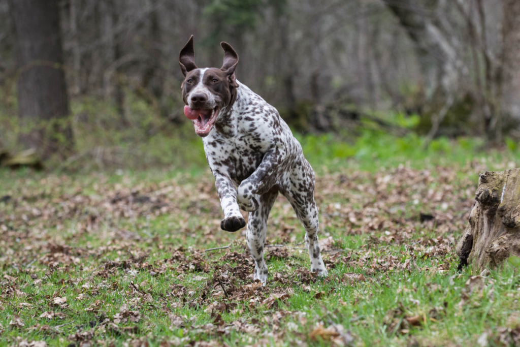 German Shorthaired Pointer