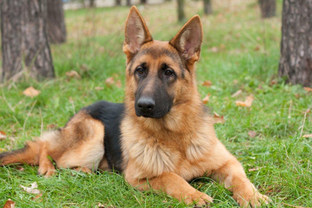 German Shepherd