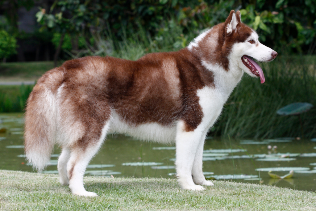 Siberian Husky