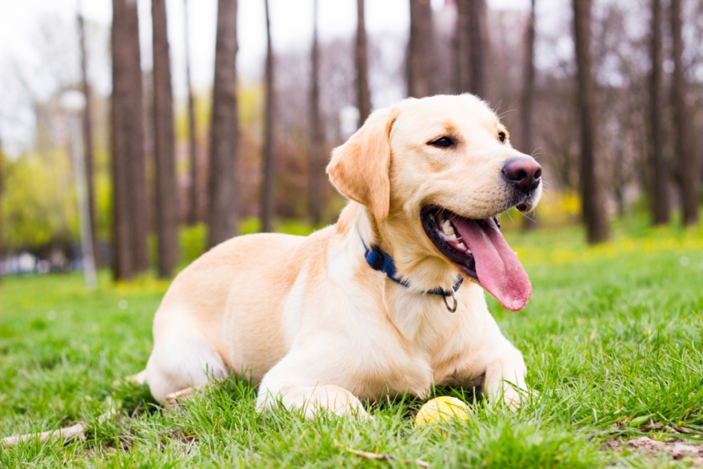 Labrador