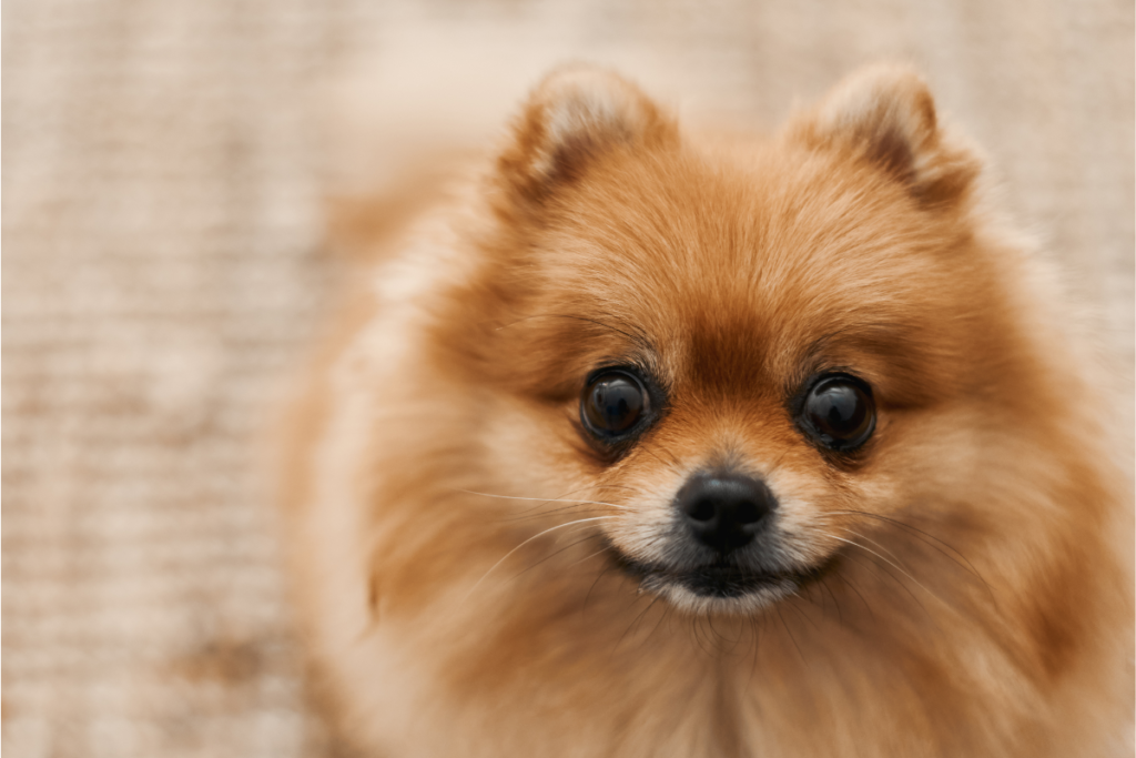 Pomeranian